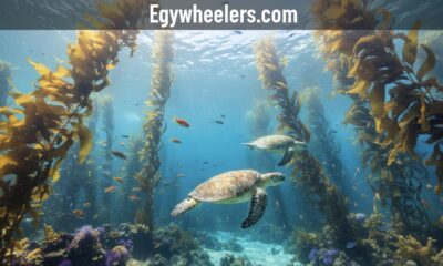 Musté: Meaning, Uses, and Modern Cultural Power