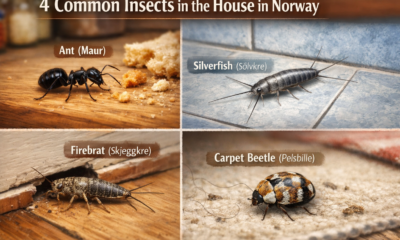 4 Common Insects in the House and How to Identify Them in Norway