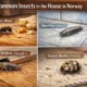 4 Common Insects in the House and How to Identify Them in Norway